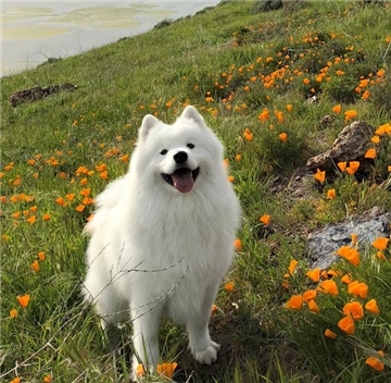 萨摩耶犬图片