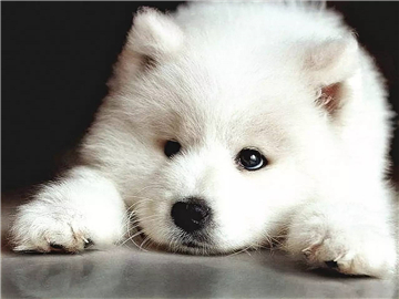 萨摩耶犬图片