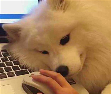 萨摩耶犬图片