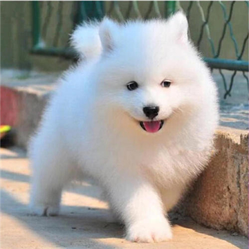 萨摩耶犬图片