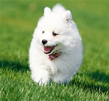 萨摩耶犬图片