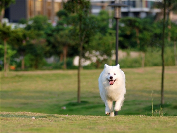 萨摩耶犬图片