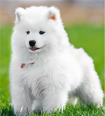 萨摩耶犬图片