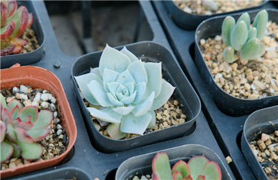 多肉植物多久浇一次水