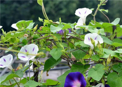 什么是被子植物-图片1