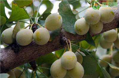 裸子植物有哪些-图片1