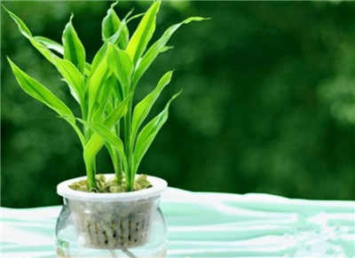 室内水生植物-图片1