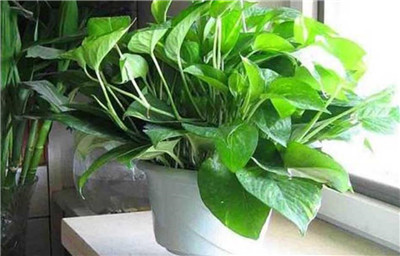 水培植物营养液-图片2