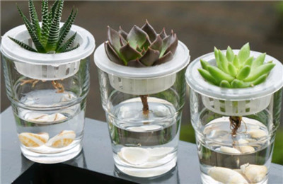水培植物怎么养-图片2