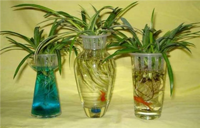 适合水培的植物-图片3