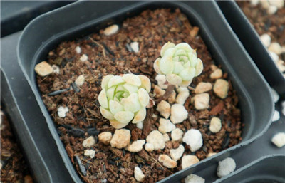 多肉植物种类-图片2