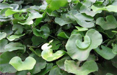 蕨类植物有哪些-图片1