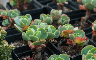 玉蝶怎么养-图片2