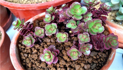 小球玫瑰-图片1