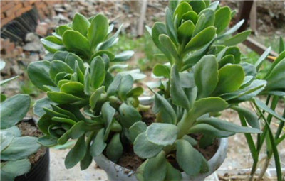 八宝景天-图片1