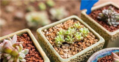 多肉植物种植-图片1