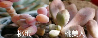 桃蛋和桃美人的区别-图片1