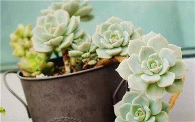 多肉白牡丹-图片1