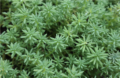 薄雪万年草-图片1