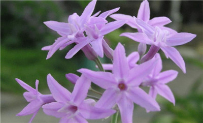 草本植物有哪些