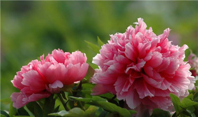 草本植物和木本植物-图片1