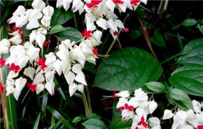 木本植物有哪些-图片1