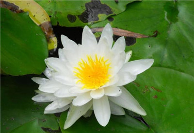 被子植物的一生