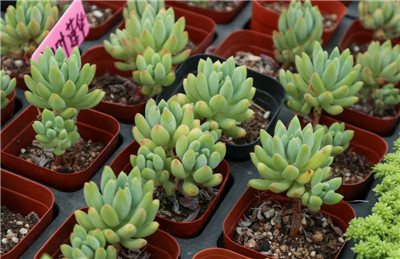 多肉植物多久浇一次水