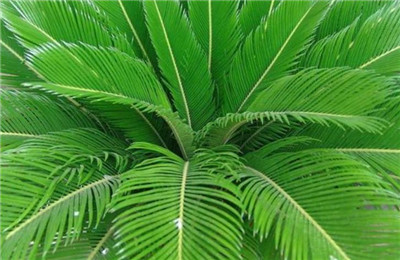 裸子植物有哪些-图片2