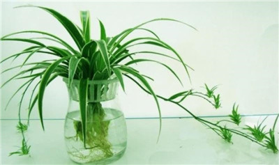 水培植物营养液-图片1