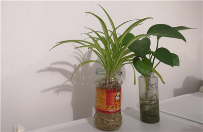 水培植物怎么养-图片1