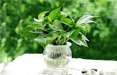 适合水培的植物-图片1