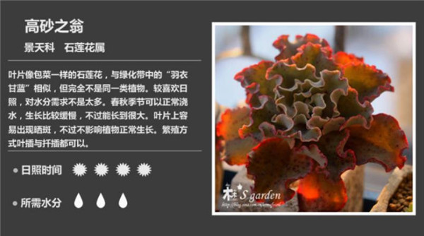多肉植物鉴赏-图片2