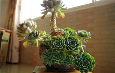 玉蝶怎么养-图片1