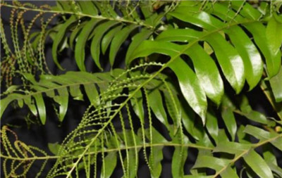 蕨类植物有哪些-图片2