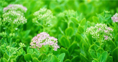 八宝景天-图片2