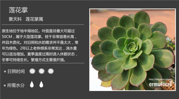 多肉植物图鉴-图片2