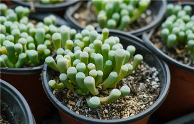 五十铃玉-图片2