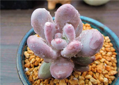 桃蛋和桃美人的区别-图片2