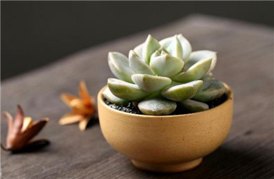 多肉白牡丹-图片2