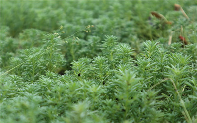 薄雪万年草-图片2