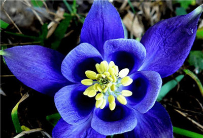 草本植物有哪些