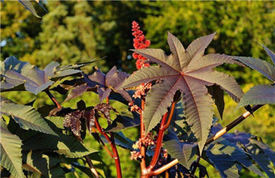 草本植物和木本植物-图片2