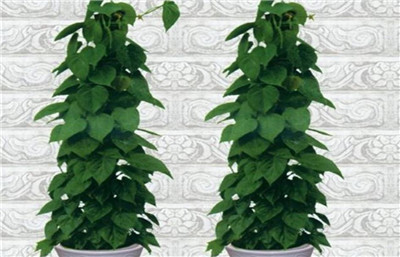 木本植物有哪些-图片2