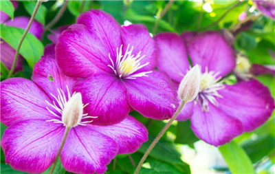 被子植物的一生