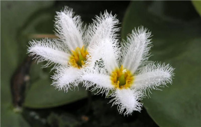 什么是被子植物-图片2