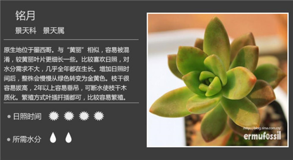 多肉植物图鉴-图片3