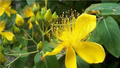 被子植物的一生