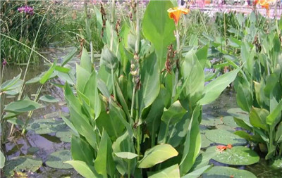 常见水生植物-图片1