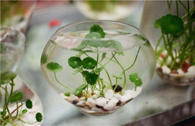 适合水培的植物-图片4